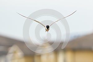 Common Tern (Sterna hirundo) in flight directly towards camera with houses in background, London, UK