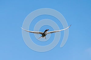 Common tern sterna hirundo in flight with a fish in beak