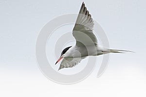 Common Tern (Sterna hirundo) in flight, London, UK