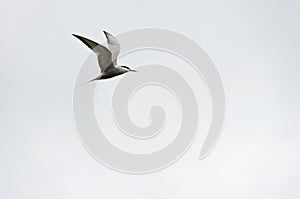 Common Tern