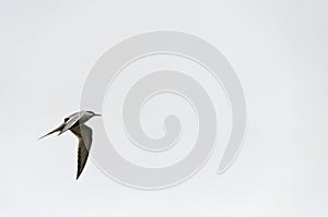 Common Tern