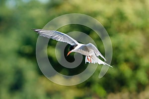 Common Tern (Sterna hirundo) in flight scanning the pond below for food, taken in London, England