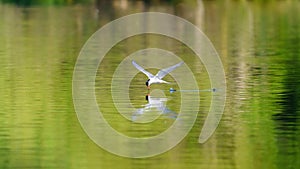 Common Tern (Sterna hirundo) in flight skimming surface of water to catch food, London, UK