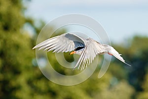Common Tern (Sterna hirundo) in flight, taken in UK