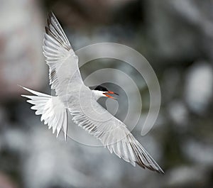 Common Tern ( Sterna Hirundo ) flying