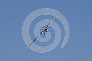 Common tern Sterna hirundo flying on sky background.