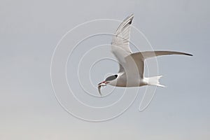 Common Tern, Sterna hirundo, flying with fish