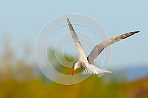 Common tern in flight, ready to hunt