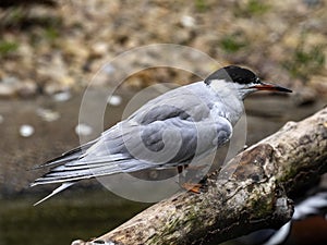 common tern, Sterna hirundo, is a good aviator, deftly diving for fish