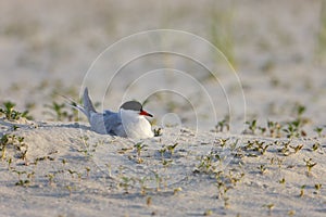 Common Tern (Sterna hirundo hirundo) photo