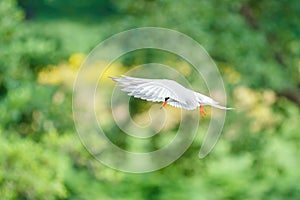 Common Tern (Sterna hirundo) hovering with it's wings pointing forward, taken in London, England