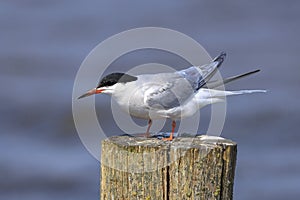 Common Tern, Sterna hirundo, hunting