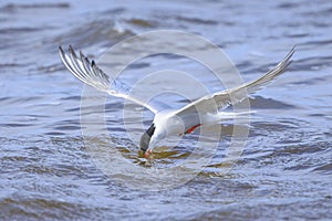 Common Tern, Sterna hirundo, hunting