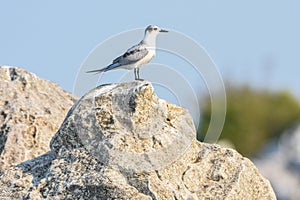 Common Tern, Sterna hirundo, on Lake Skadar in Montenegro