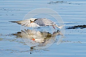 Common Tern (Sterna hirundo) low over water after trying to catch food, taken in London, England