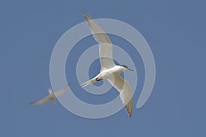 Common tern (sterna hirundo)