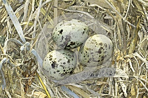 Common Tern (Sterna hirundo ) nest with eggs photo