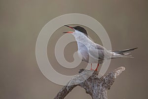 Common tern Sterna hirundo perched on branch over water