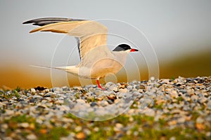 Common tern, Sterna hirundo, is a seabird of the tern family Sternidae, bird in the clear nature habitat, animal near the river photo