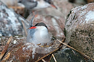 Common tern (Sterna hirundo) is sitting on the nest