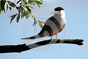 Common tern or Sterna hirundo sitting on tree branch