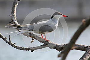 Common tern or Sterna hirundo sitting on tree branch