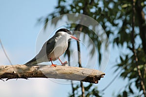 Common tern or Sterna hirundo sitting on tree branch