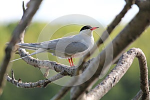 Common tern or Sterna hirundo sitting on tree branch