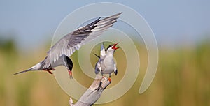 Common Tern  - Sterna hirundo - two adult birds