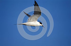 STERNE PIERREGARIN sterna hirundo