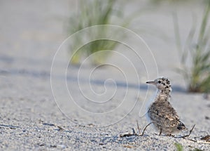 Common Tern (Sterna Hirundo) young bird