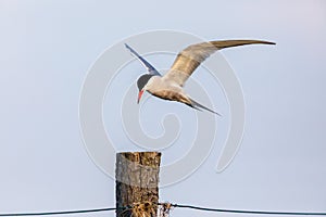 Common tern try to land on a pillar in the northern wadden sea photo