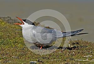 Common Tern, Visdief, Sterna hirundo photo