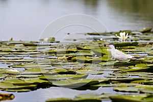 Common tern and water lilies