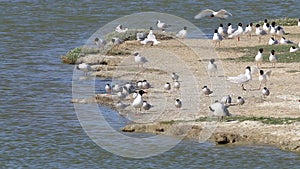 Common terns, Black-headed and Mediterranean gulls, breeding season, Noirmoutier, France