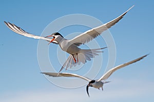 Common terns in flight. Sky background. Front view. Scientific name: Sterna hirundo. Ladoga lake. Russia