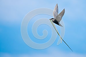 Common Terns in Flight with Typha angustifolia in his beak