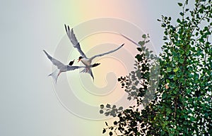 Common Terns interacting in flight.