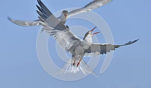 Common Terns interacting in flight. Adult common terns in flight on the blue sky background. Scientific name: Sterna hirundo.