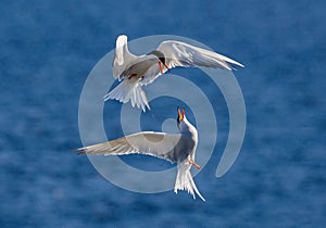 Common Terns interacting in flight. Adult common terns in flight in sunset light on the blue sea background. Scientific name: