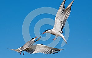 Common Terns interacting in flight. Adult common terns in flight in sunset light on the sky background. Scientific name: Sterna