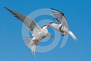 Common Terns interacting in flight. Adult common terns in flight in sunset light on the sky background. Scientific name: Sterna