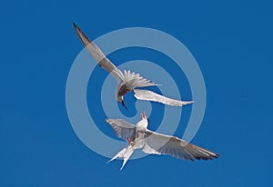 Common Terns interacting in flight. Adult common terns in flight in sunset light on the sky background. Scientific name: Sterna