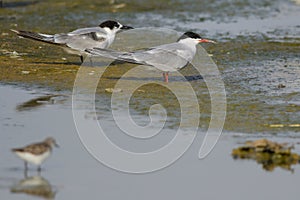 Common Terns in Oman