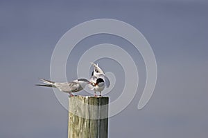 Common Terns (Sterna hirundo hirundo) photo