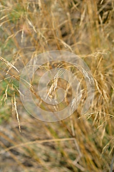 Common thatching grass