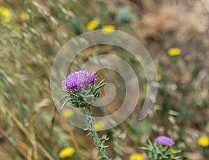 Common Thistle