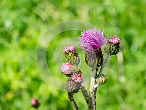 Common thistle thistle Cirsium vulgareim