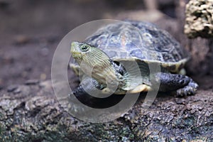 Common thread turtle