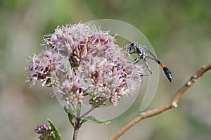 Common Thread Waisted Wasp photo